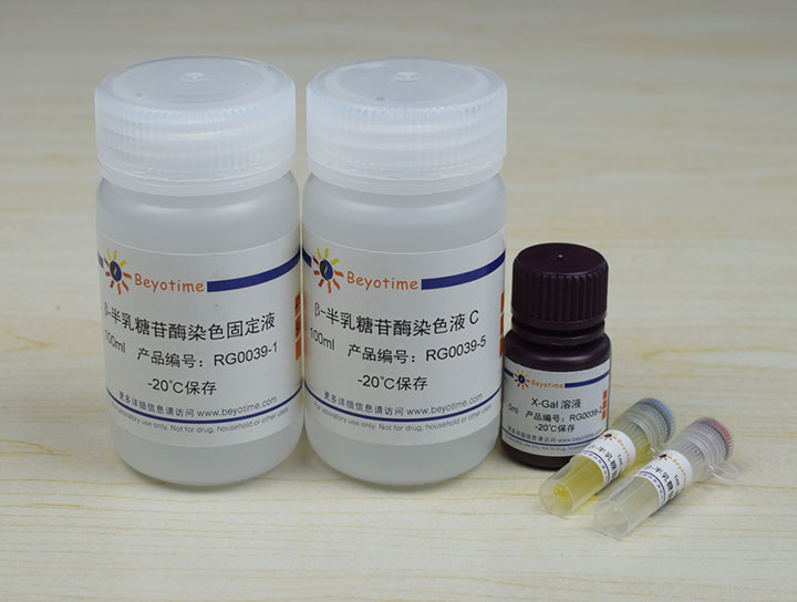 β-半乳糖苷酶染色液a 10μl β