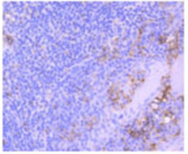 CD31 Rabbit Monoclonal Antibody(AF1642)
