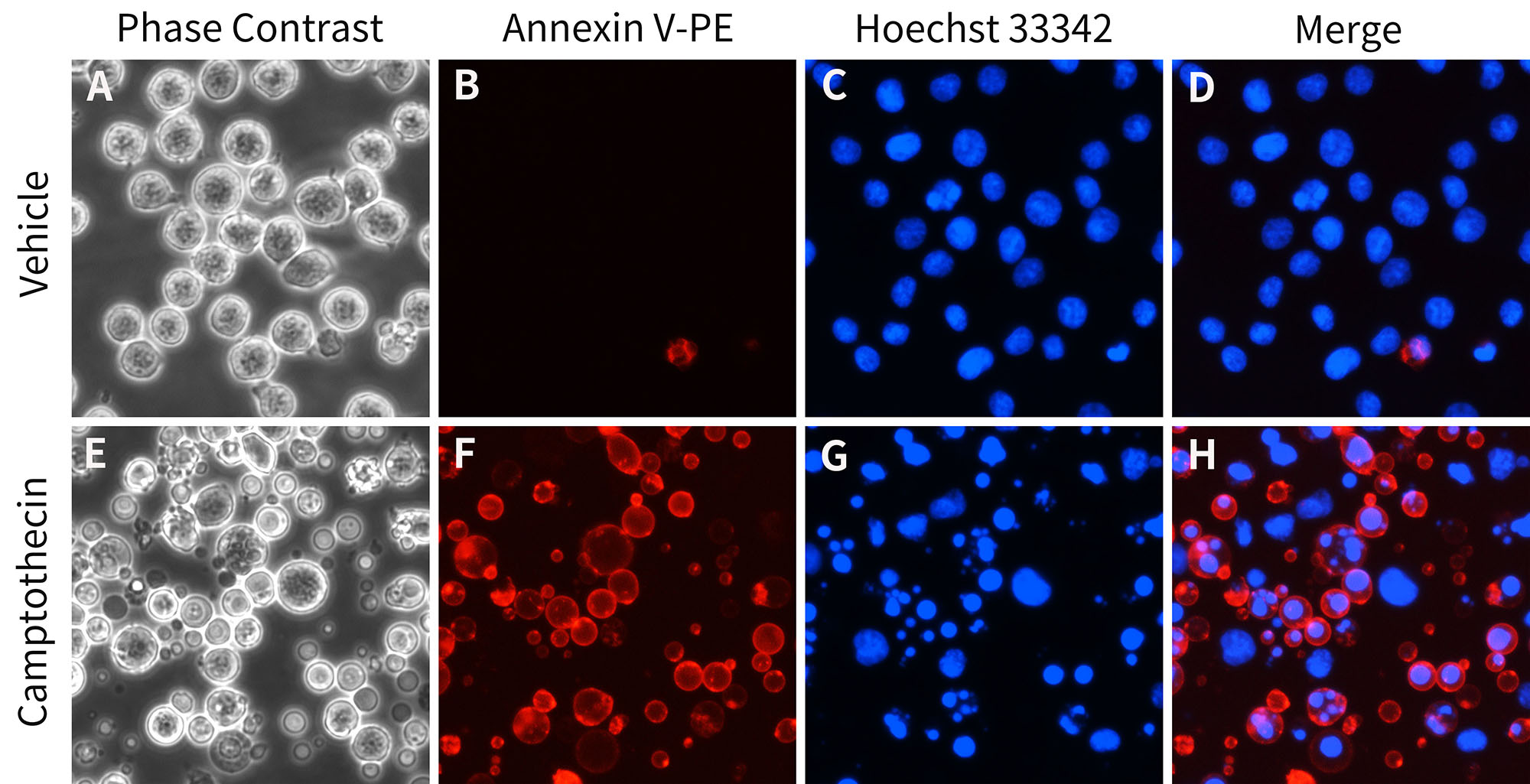 annexin v-pe细胞凋亡检测试剂盒(c1065s)